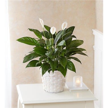 Peace Lily Plant For Sympathy
