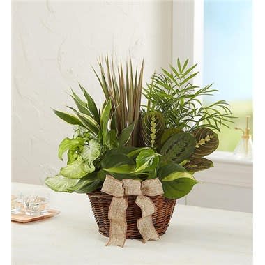 Classic Dish Garden For Sympathy