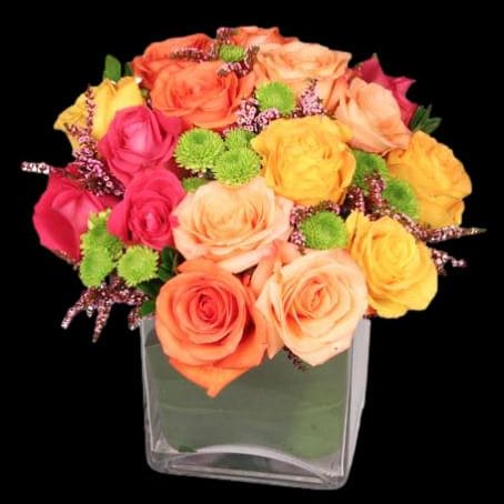 Luscious Roses Daylily