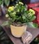 Potted Kalanchoe Flower Bouquet