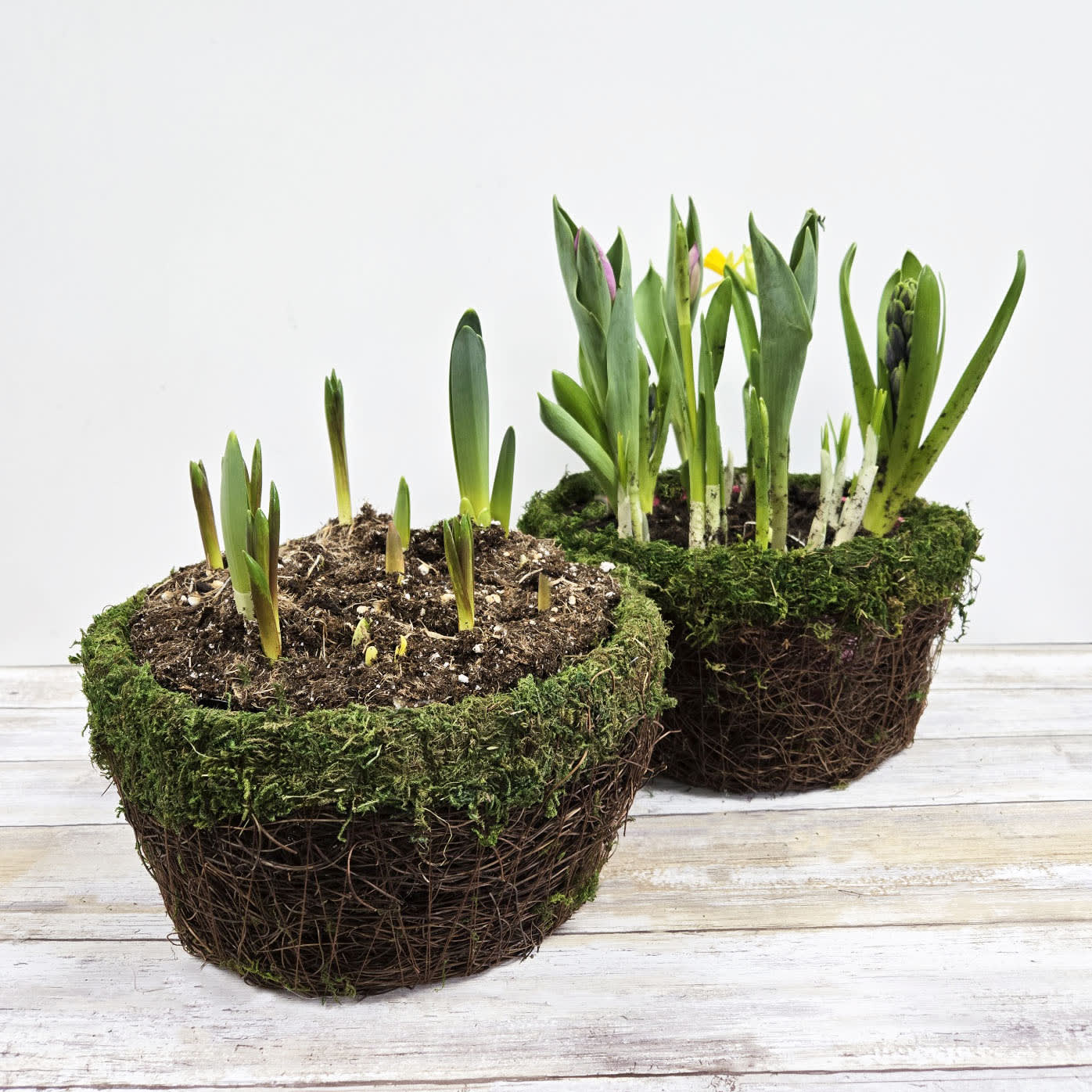 8" Blooming Bulb Garden Flower Bouquet