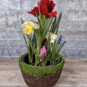 Valentine- Bulb Garden