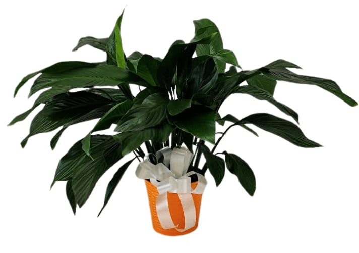 Sunny Peace Lily PL-8005