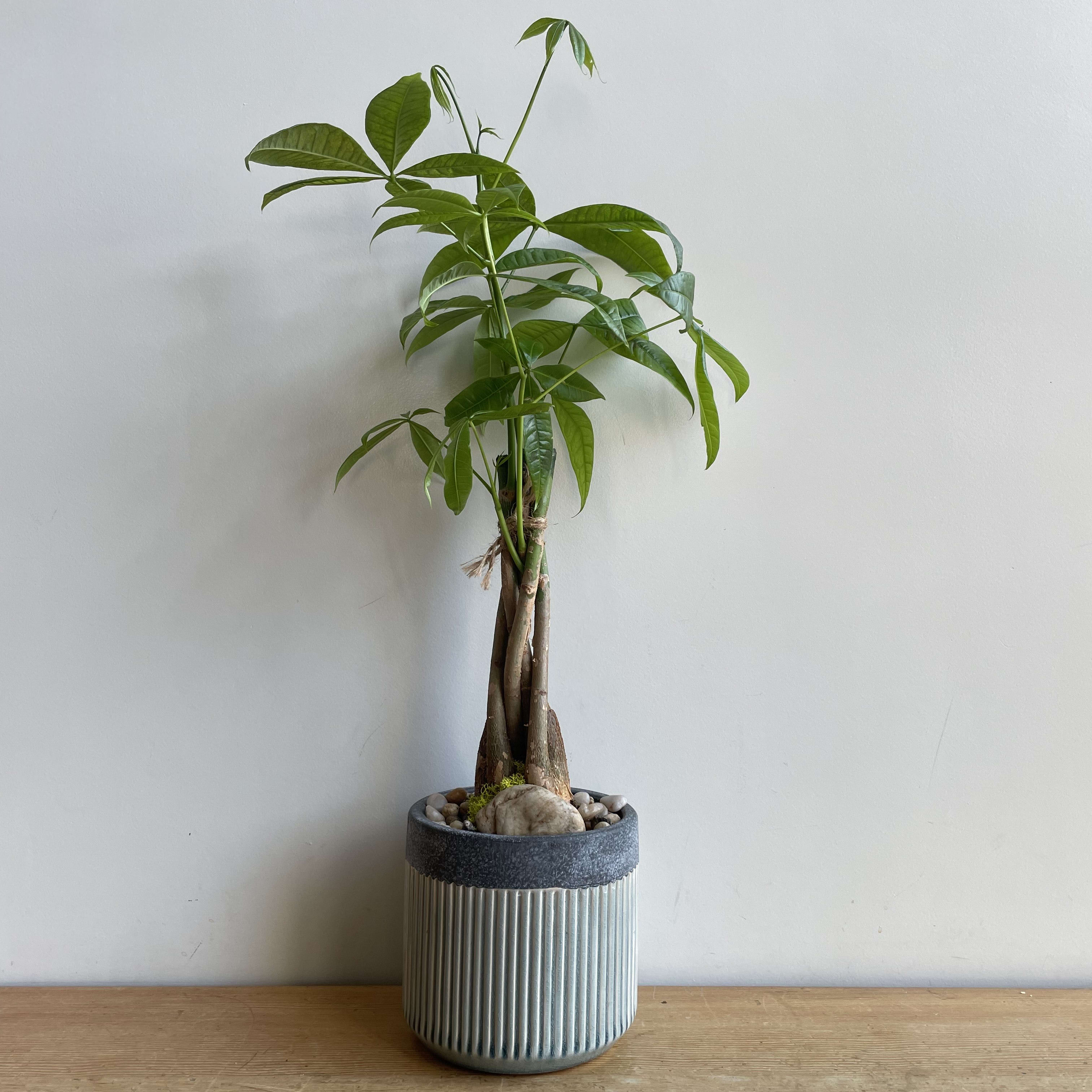 Money Tree Braided stem in Pot