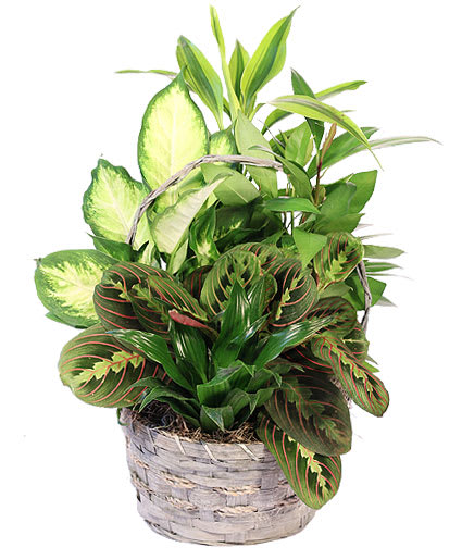 EMERALD DELIGHT DISH GARDEN Flower Bouquet