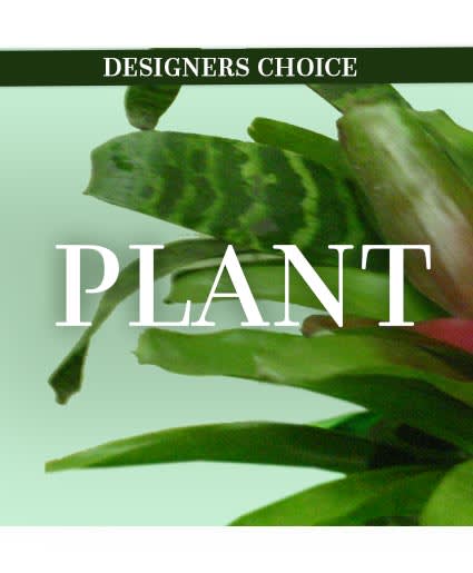 LOVELY PLANT DESIGNER'S CHOICE