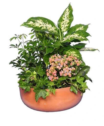 GARDEN PLANTER GREEN & BLOOMING PLANTS Flower Bouquet