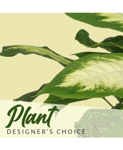 PLANT DESIGNER'S CHOICE Flower Bouquet