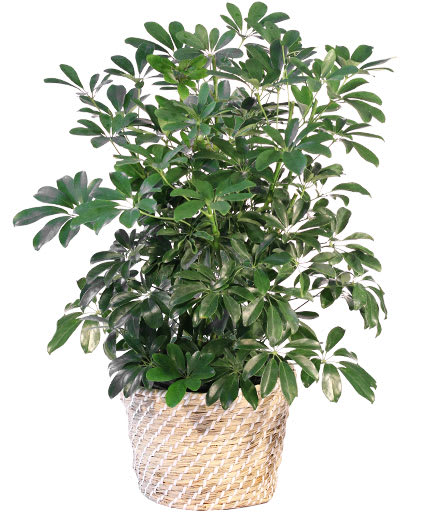 SCHEFFLERA HOUSE PLANT