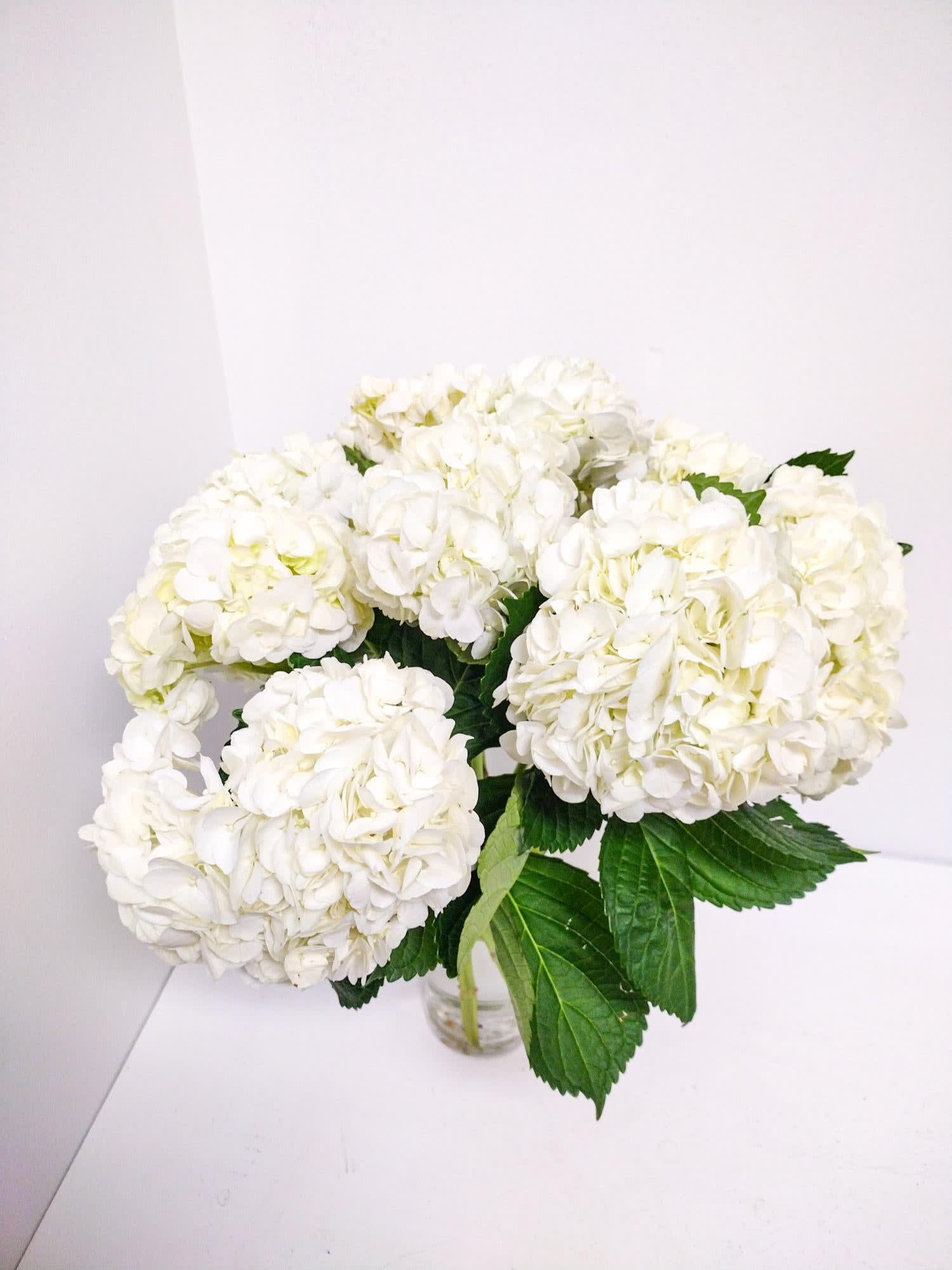 Vase with white Hydrangeas