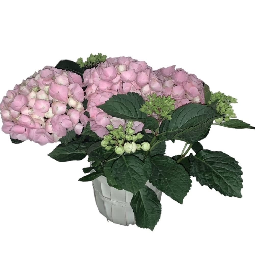 Beautiful Hydrangea Plant Flower Bouquet