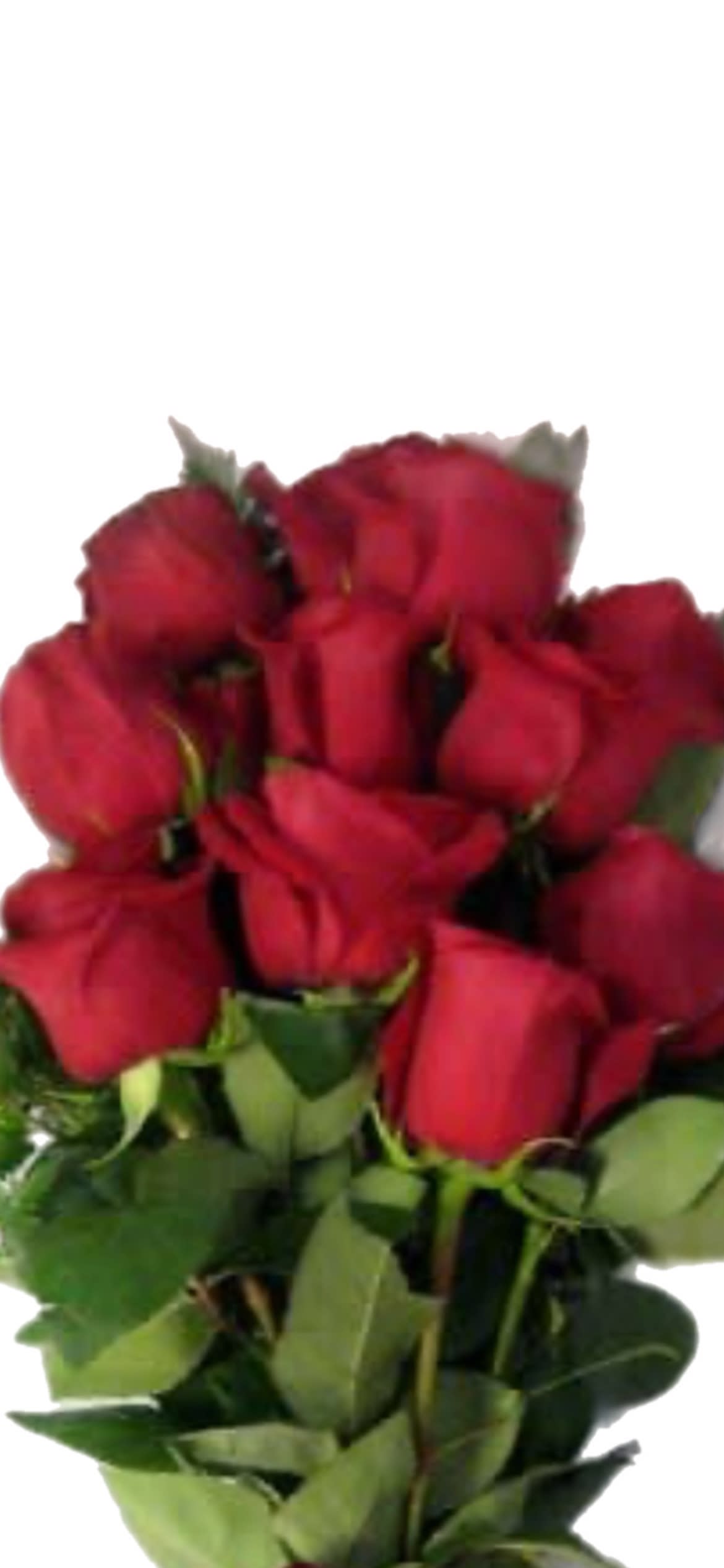 Long Stem Red Roses Wrapped