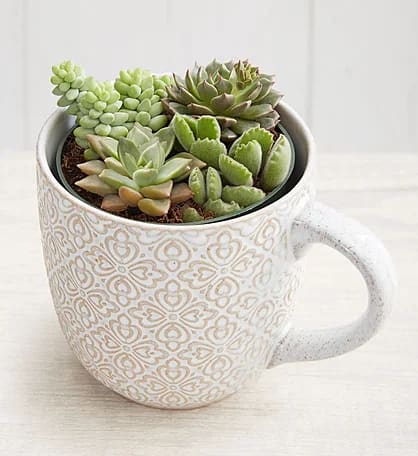 Mug Succulent Garden Flower Bouquet