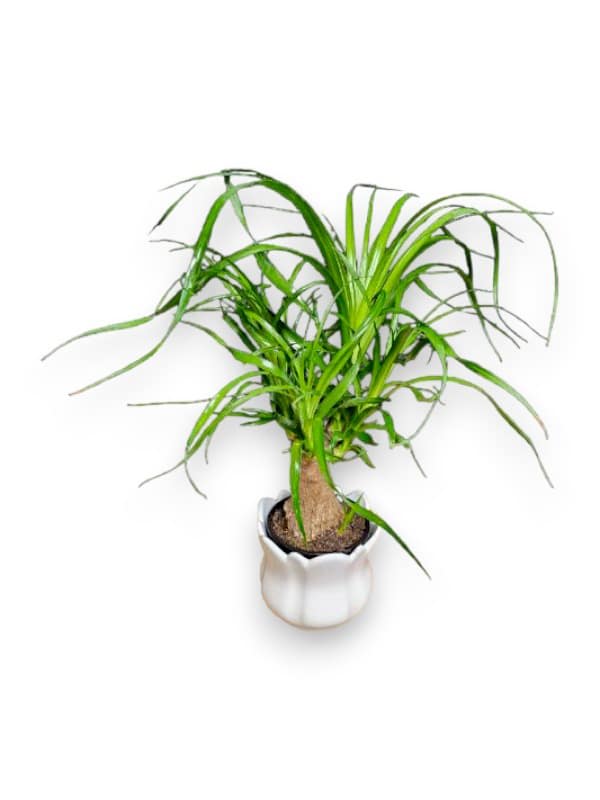 Bonsai Ponytail Palm