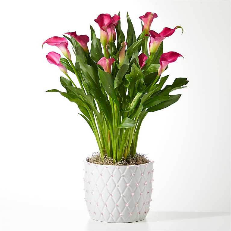 Blushing Beauty Calla Lily