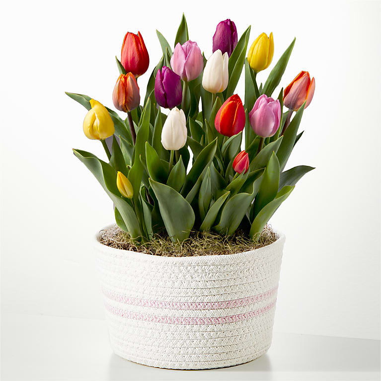 Rainbow Tulip Bulb Garden Flower Bouquet