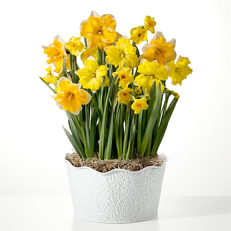So Golden Daffodil Bulb Garden Flower Bouquet