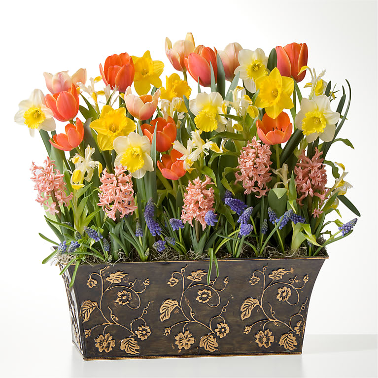 You Are My Sunshine Bulb Garden