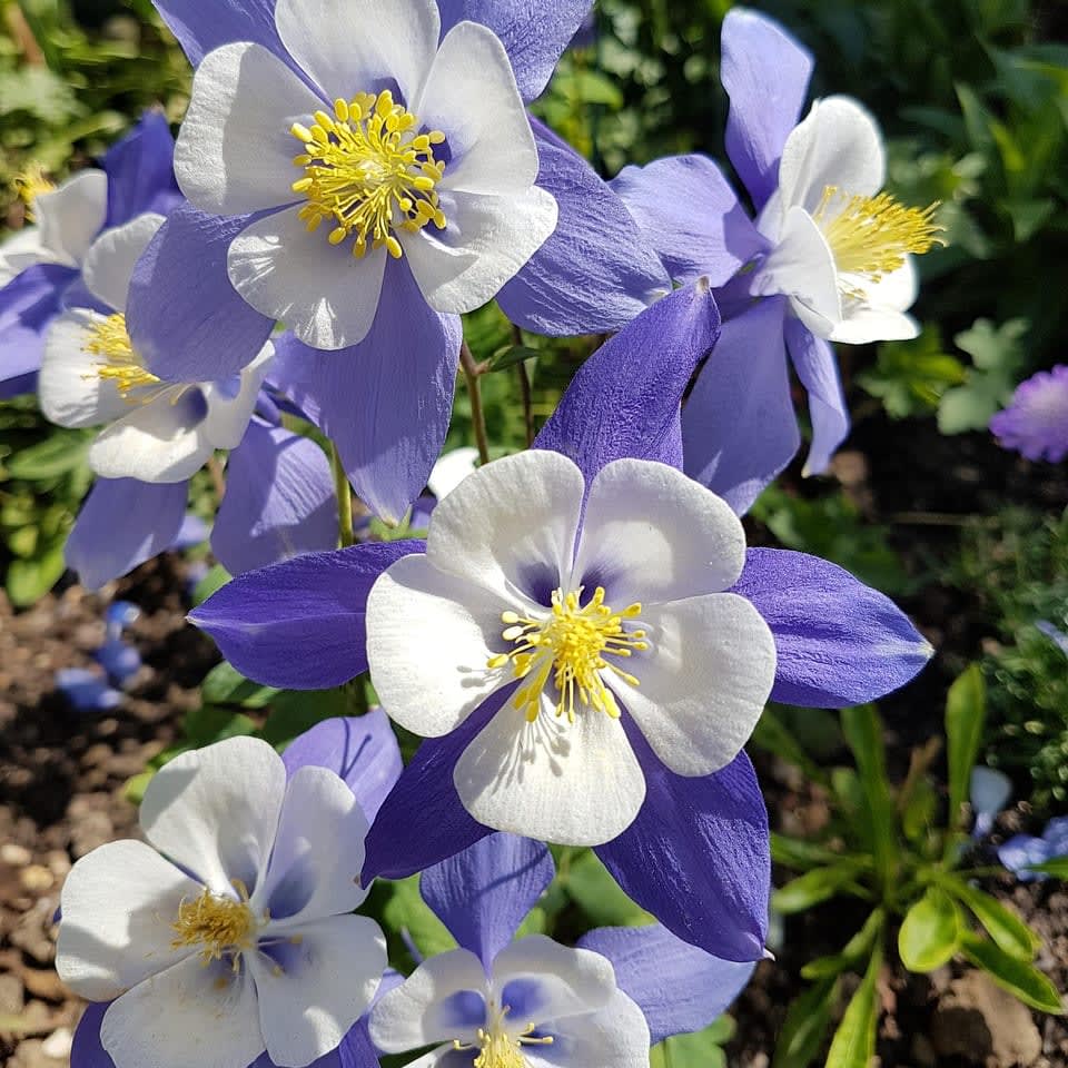 Columbine (Aquilegia)