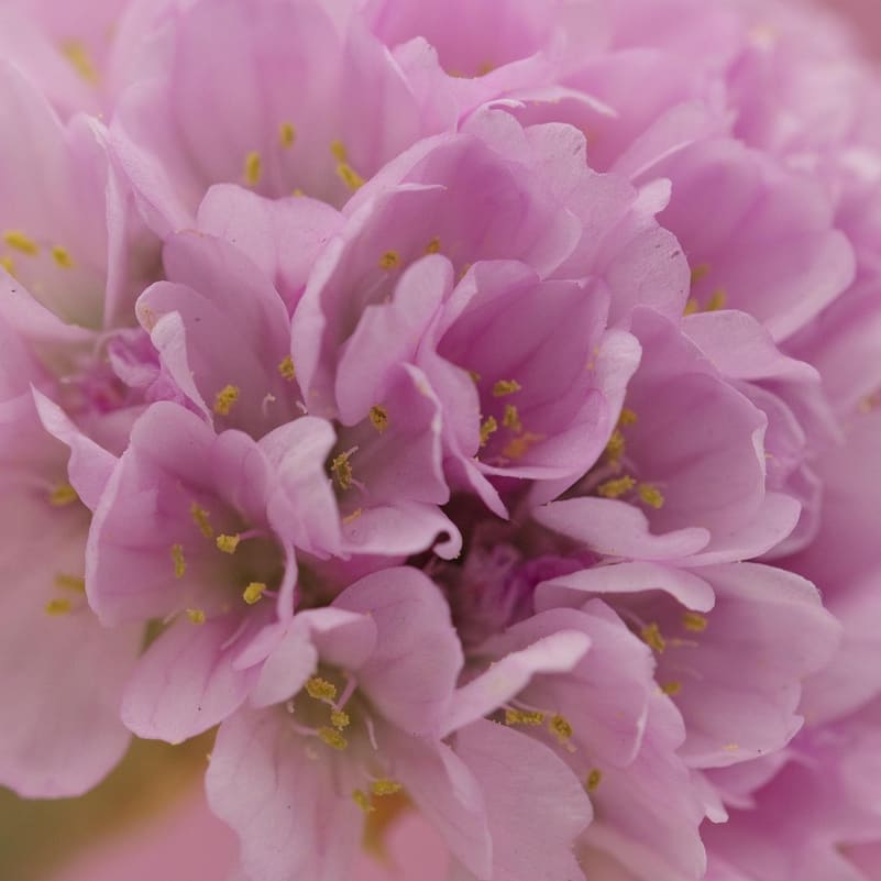 Thrift (Armeria) Flower Bouquet