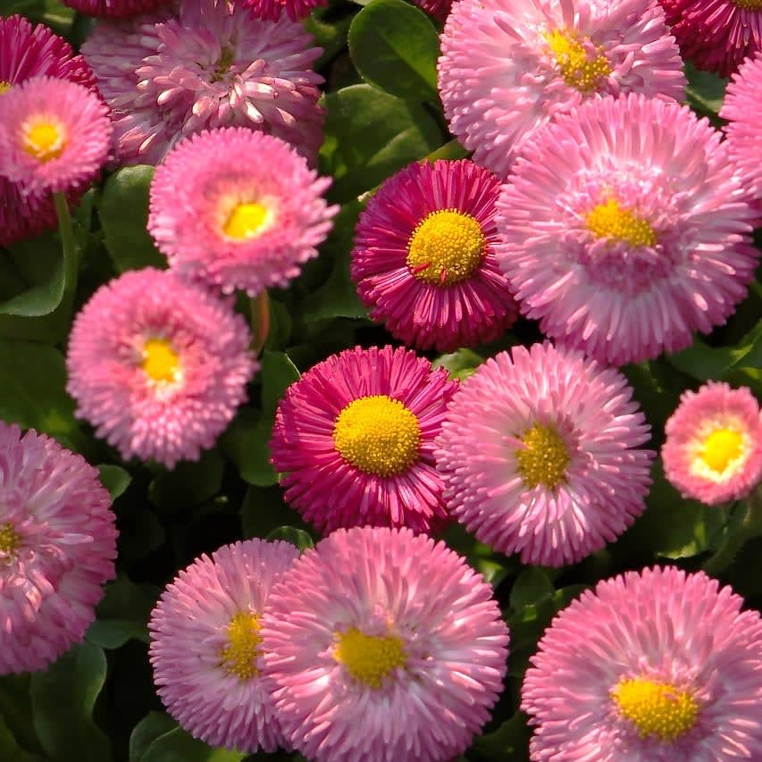 English Daisy (Bellis) Flower Bouquet