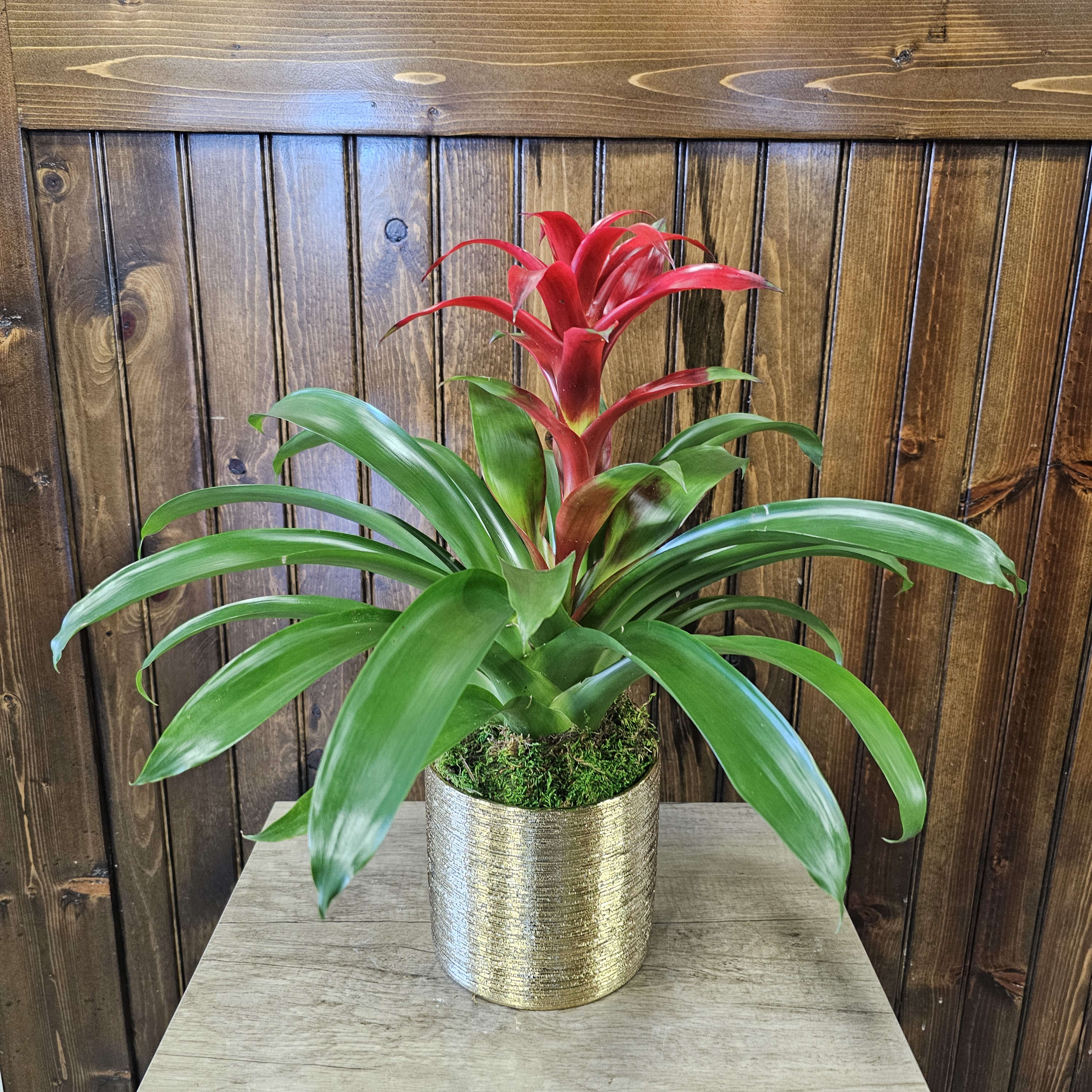 6" Bromeliad