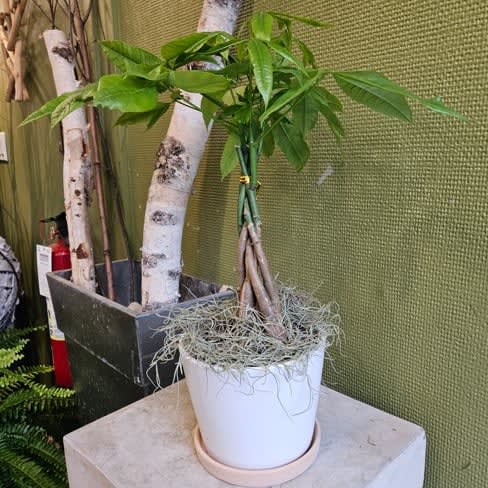 Money tree in a pot Flower Bouquet