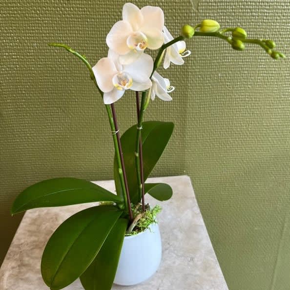 Mini Orchid Flower Bouquet