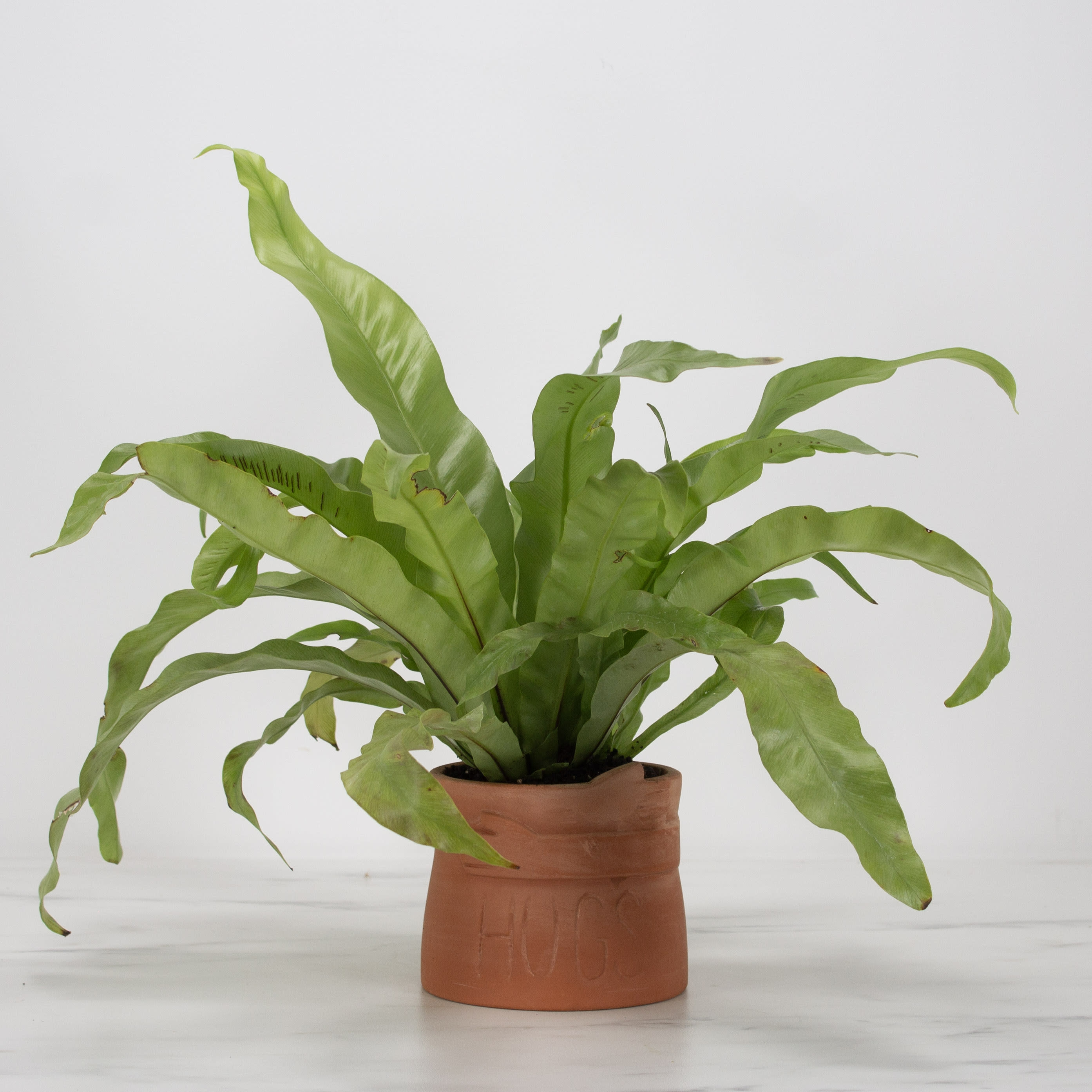 Hug in a Pot Flower Bouquet