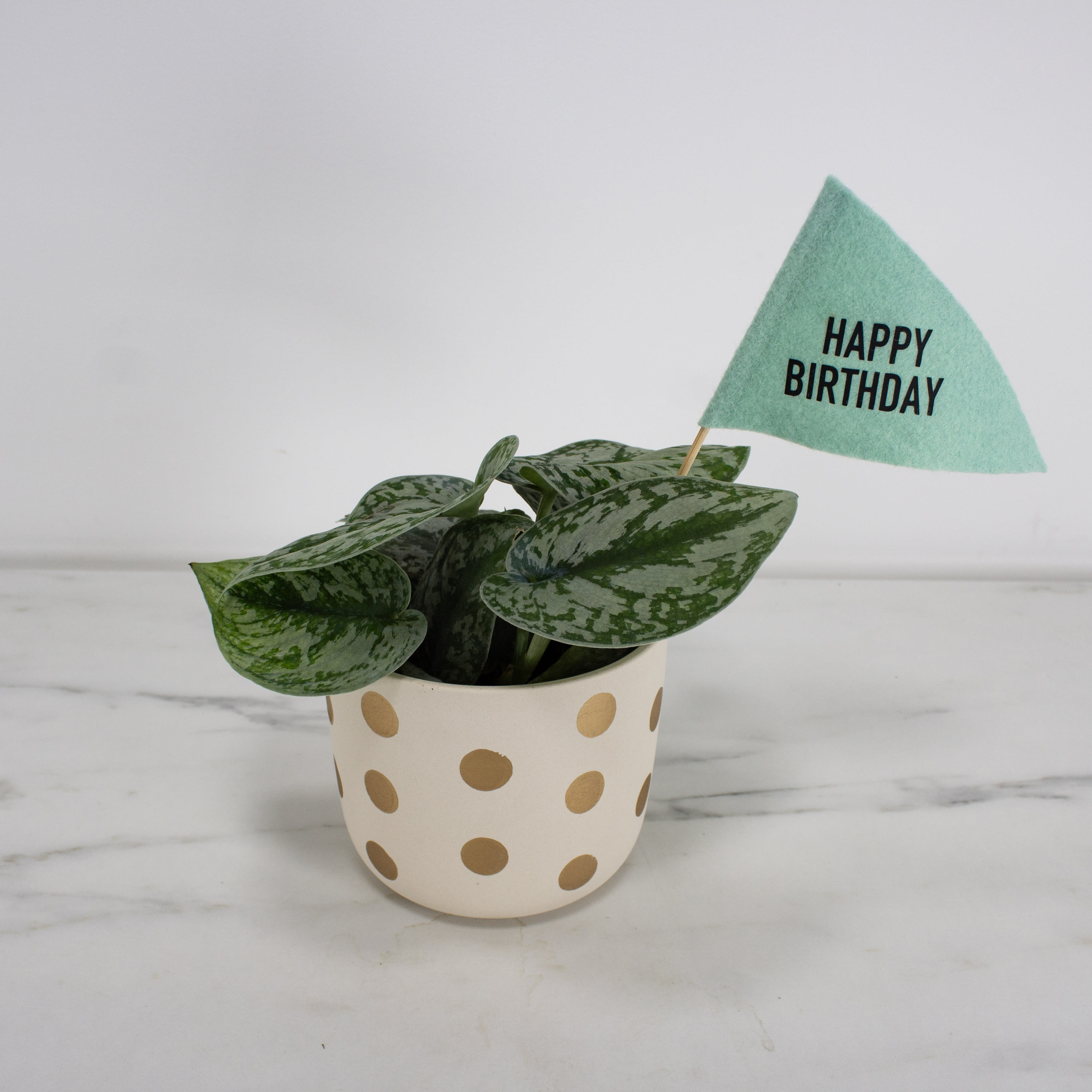 Happy Birthday Plant