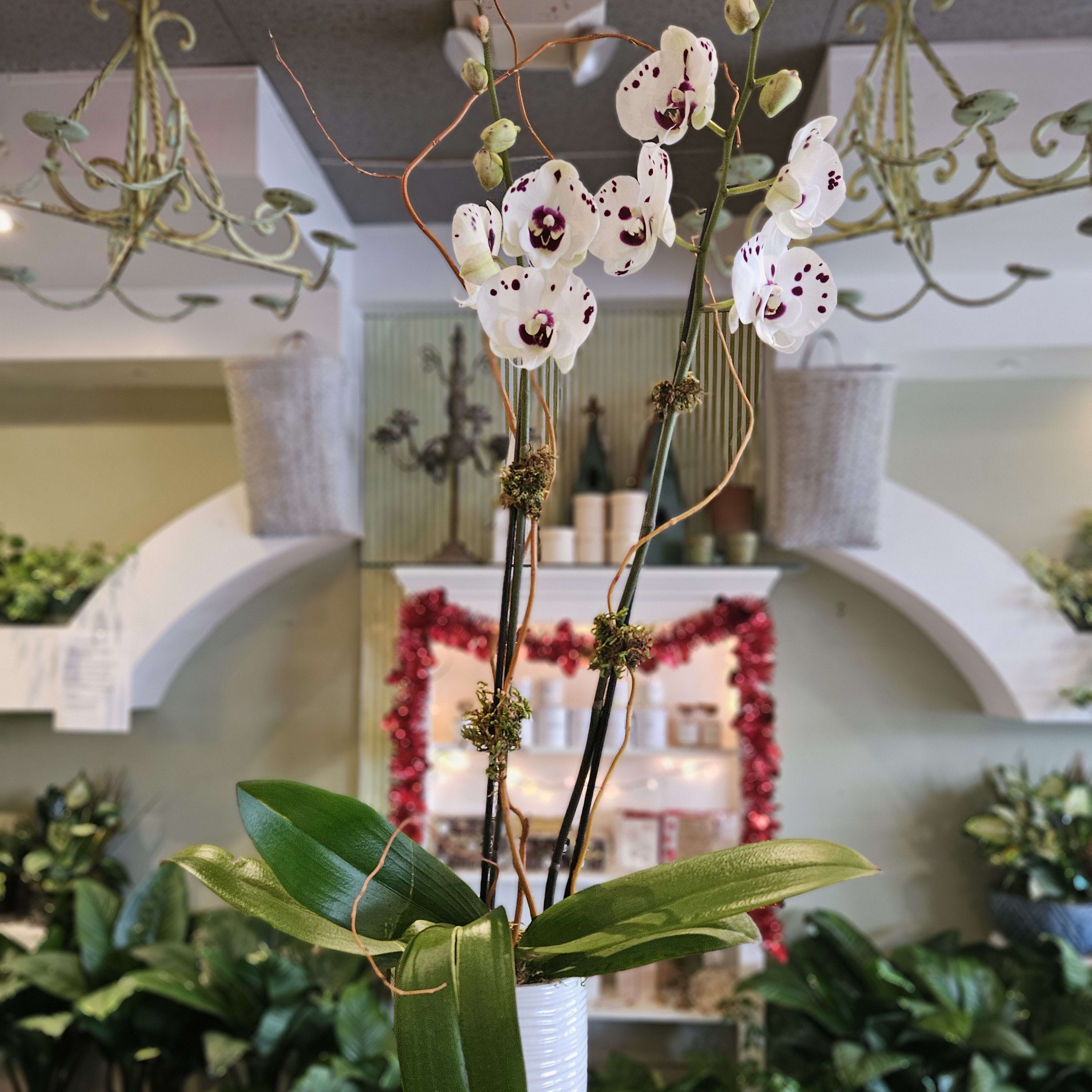 White and Burgundy Orchid