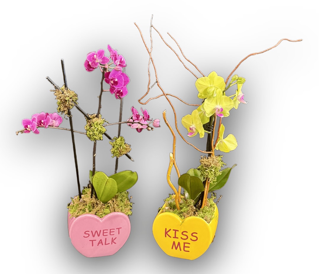 Sweet Talk or Kiss Me Goodnight