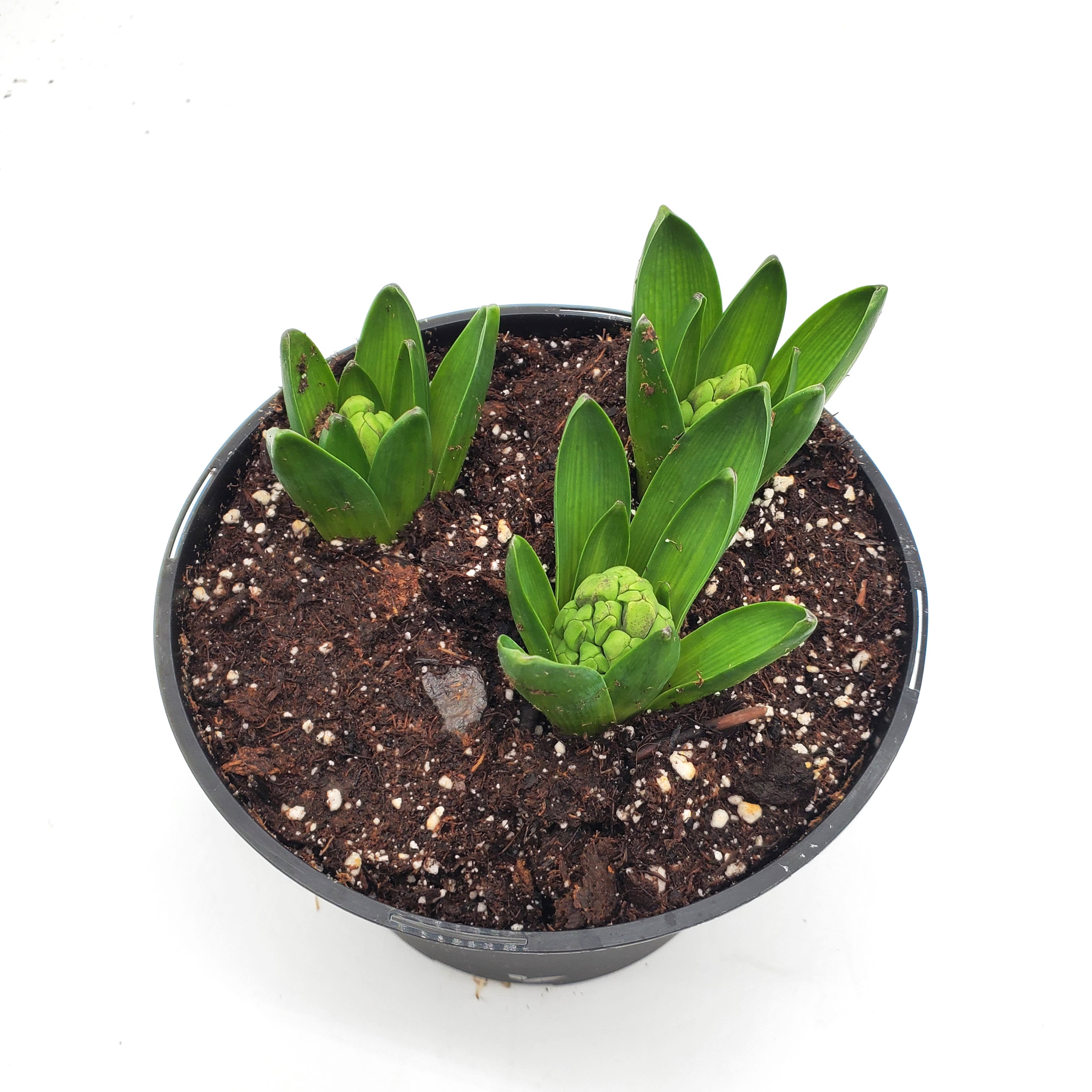 Hyacinth in a 6" Pot