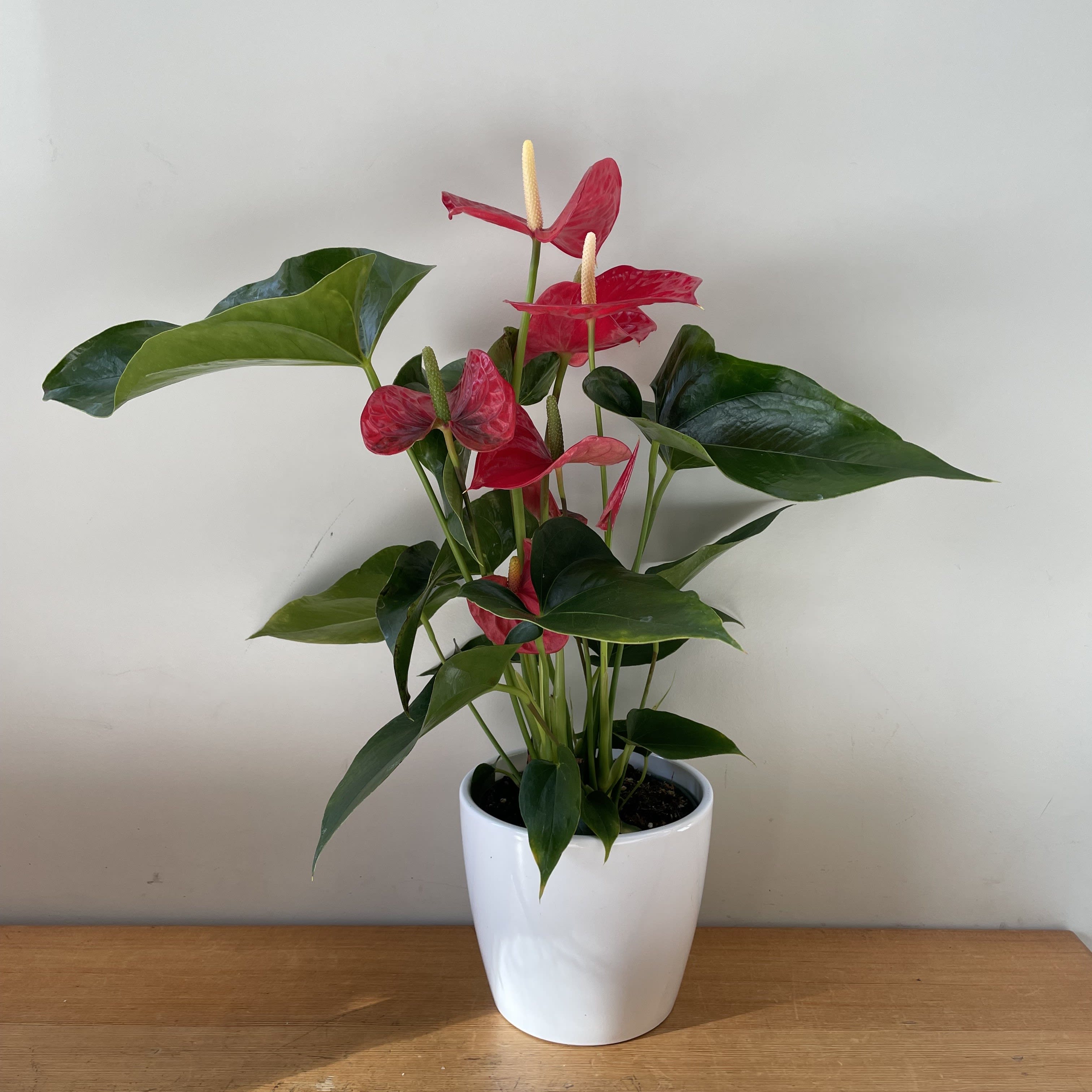 Red Anthurium