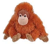 Orangutan