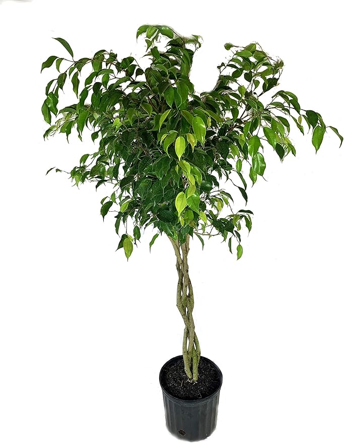 Ficus