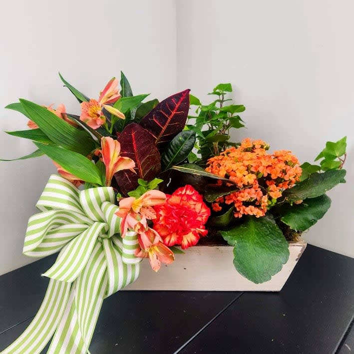 Exotic Cheer Planter