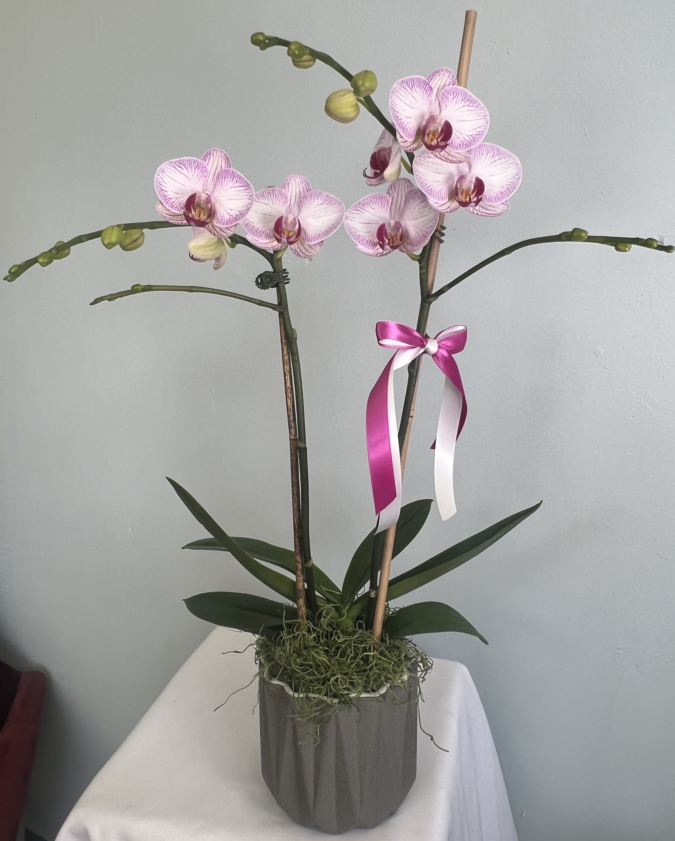 Pink Orchid