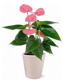 Pink Anthurium