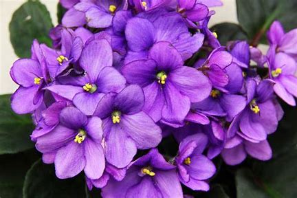 African Violet