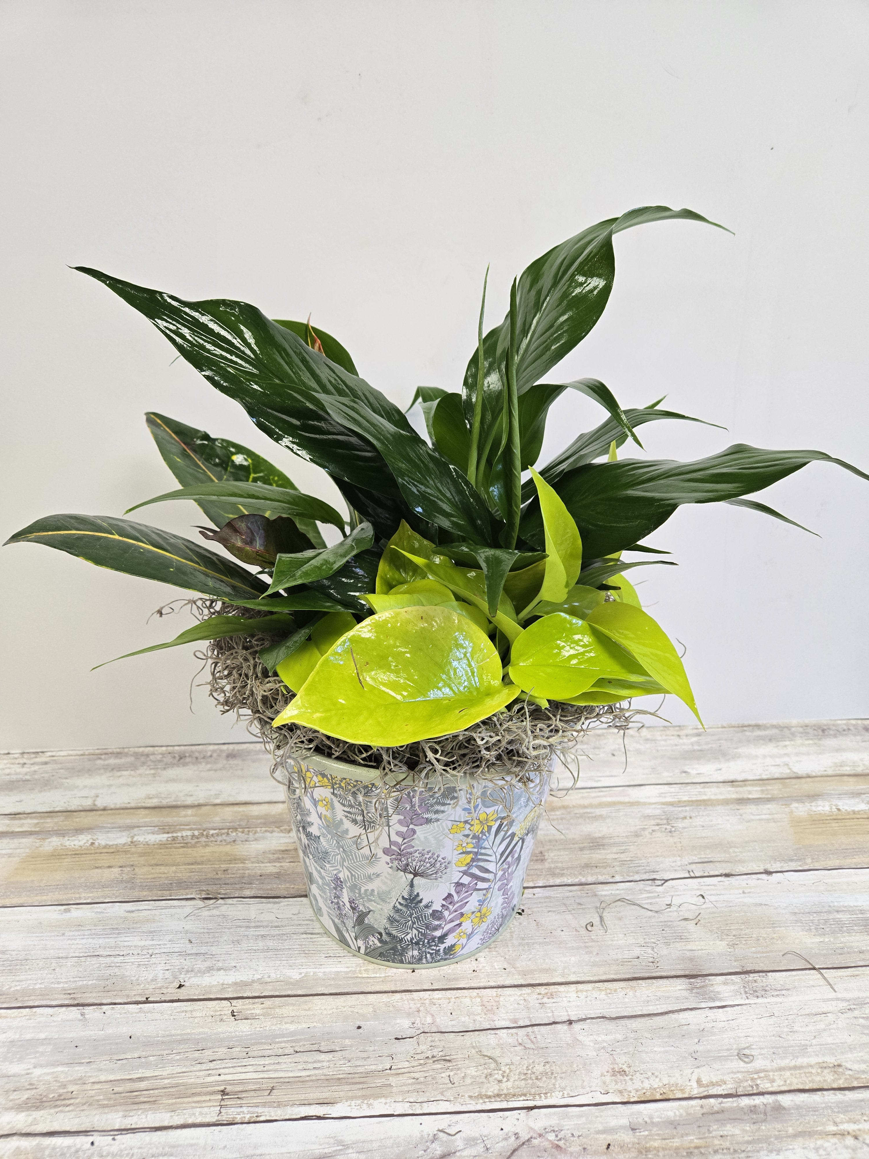 Desktop Sunny Dishgarden