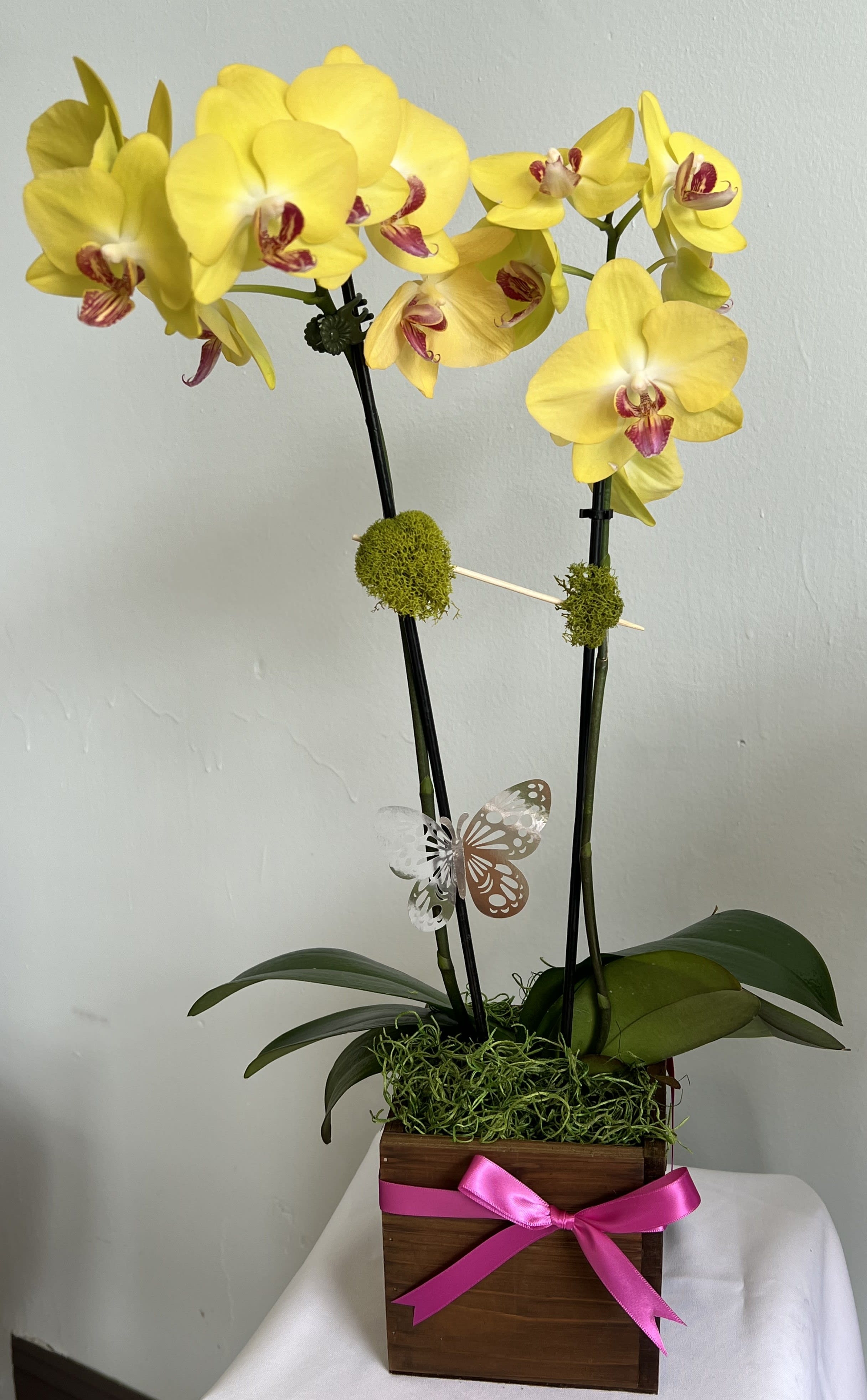 Lemon Orchid