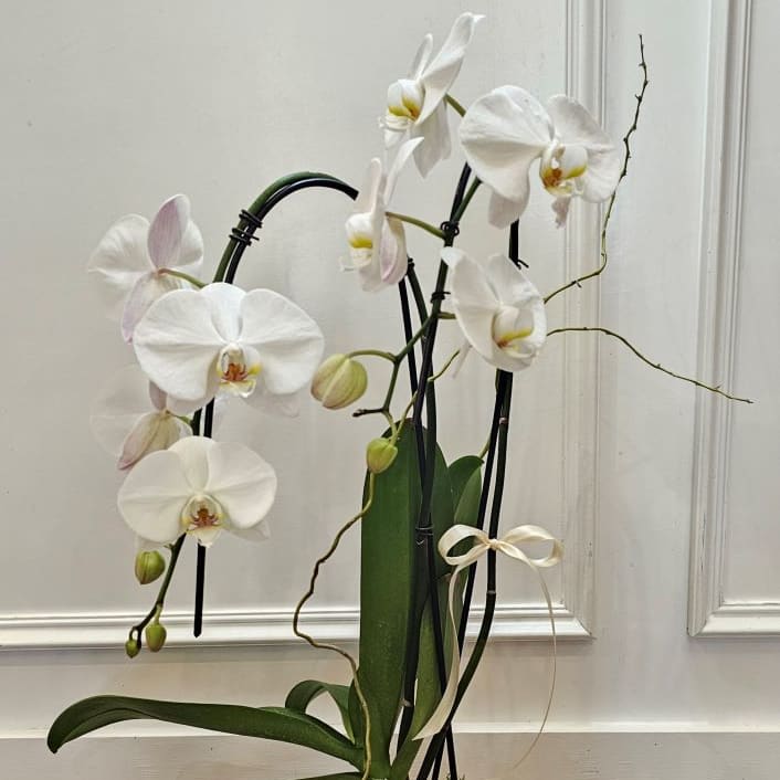 Enchanting Orchid Plant Flower Bouquet