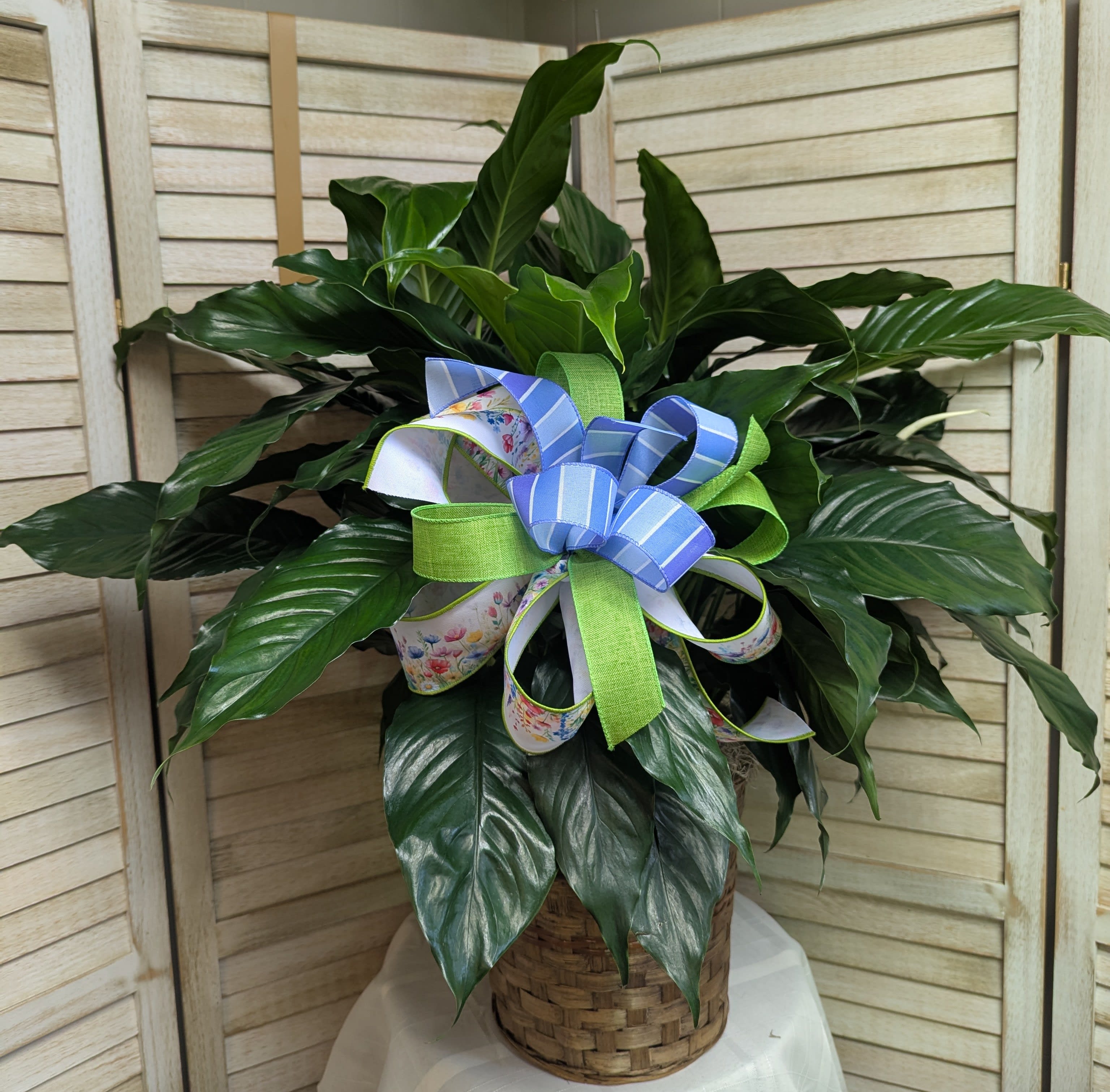 Sympathy Peace lily