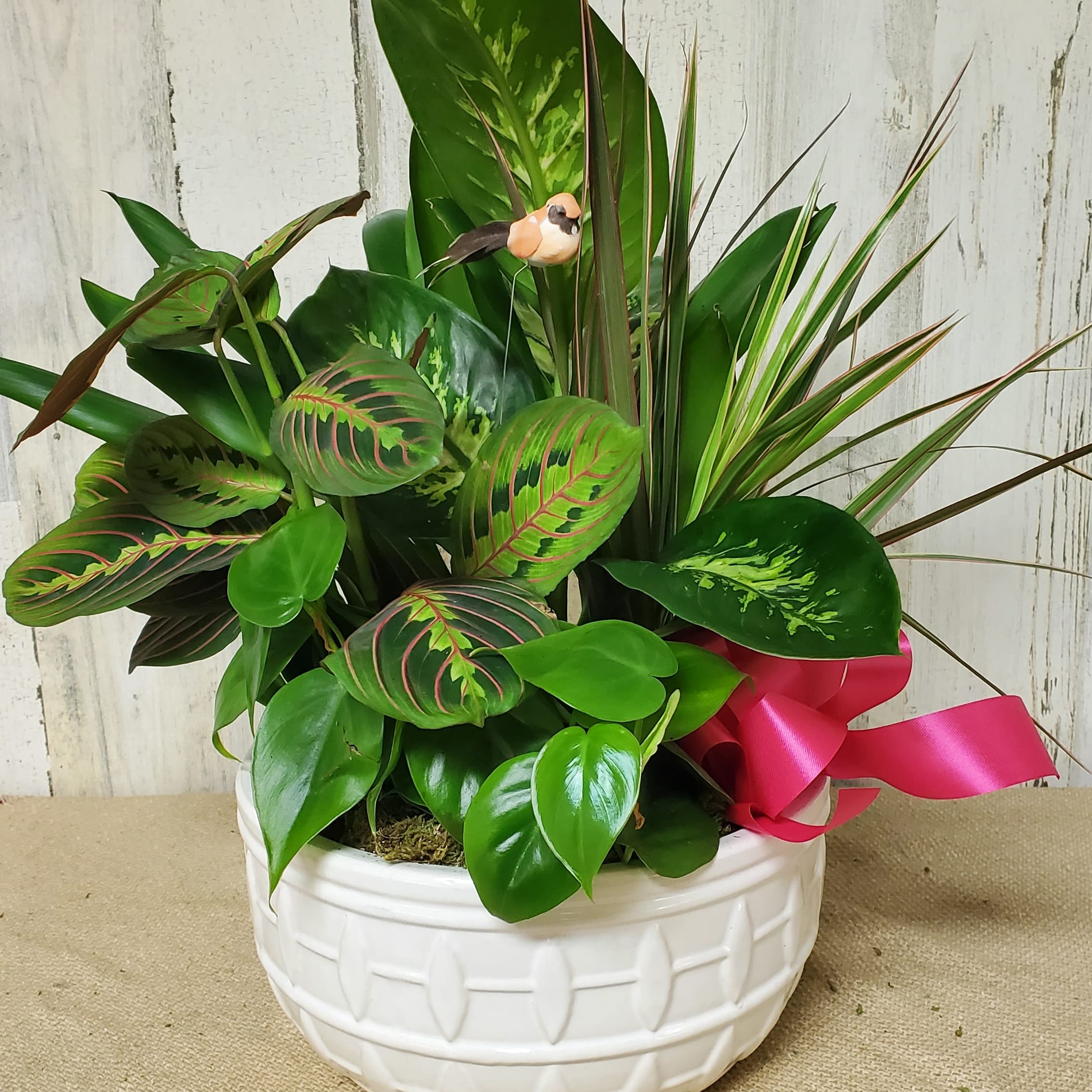 DISH GARDEN CERAMIC 10"