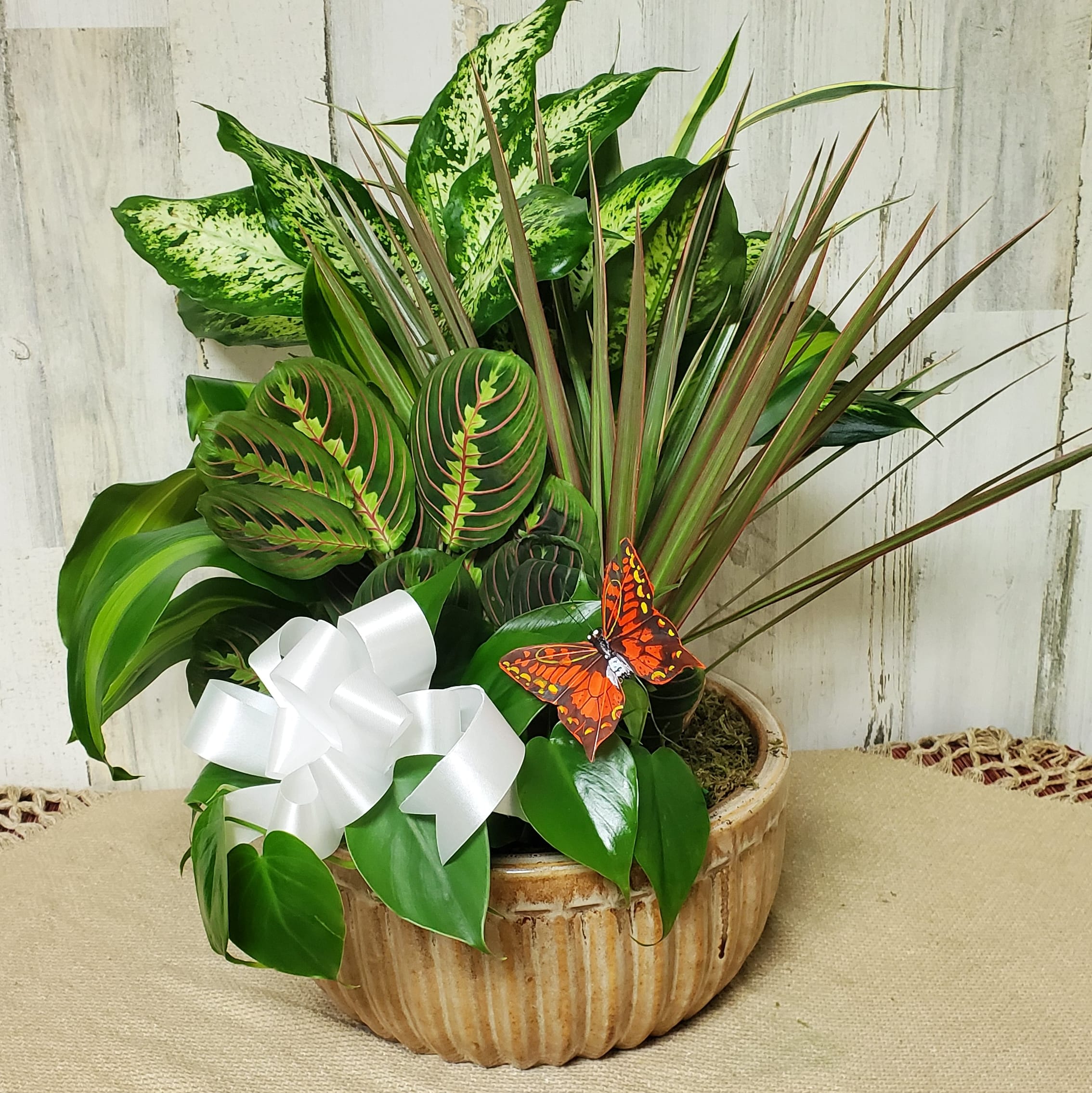 DISH GARDEN CERAMIC 12"