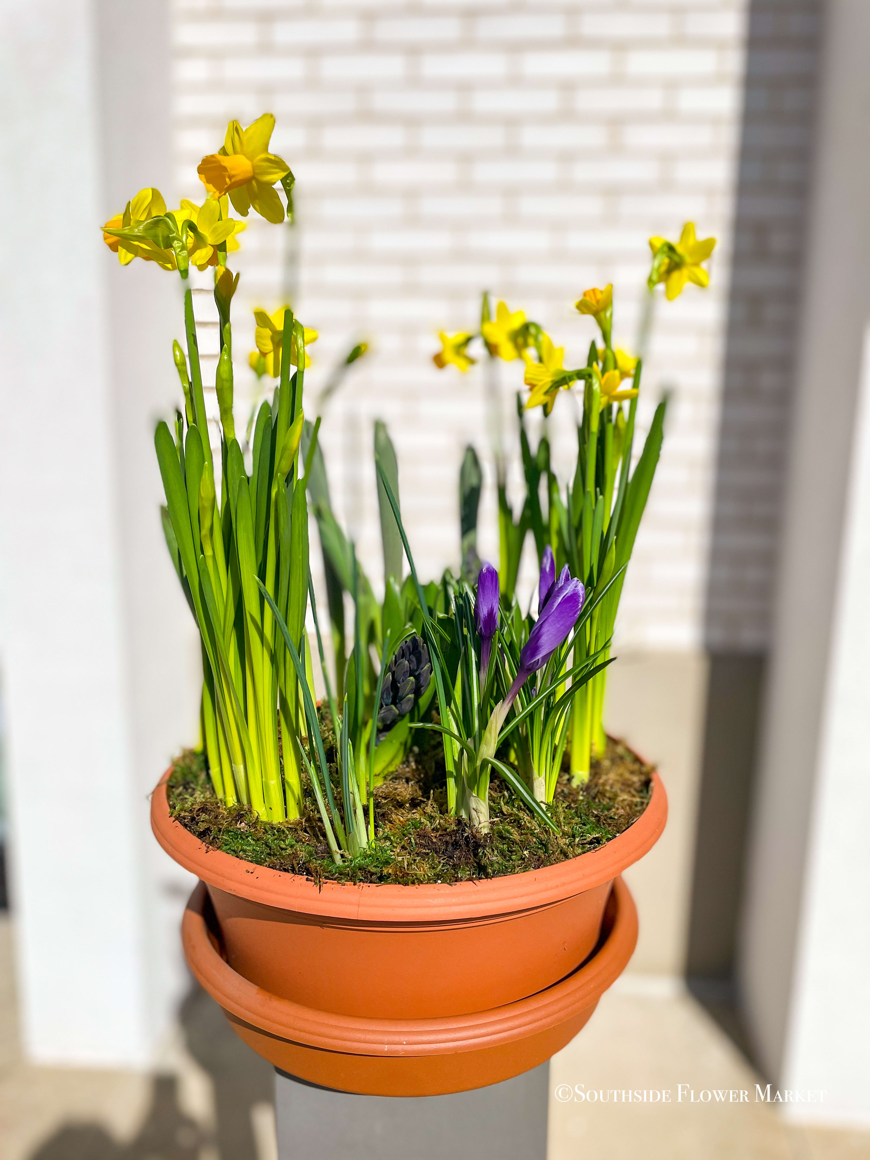 Round Spring Bulb Garden