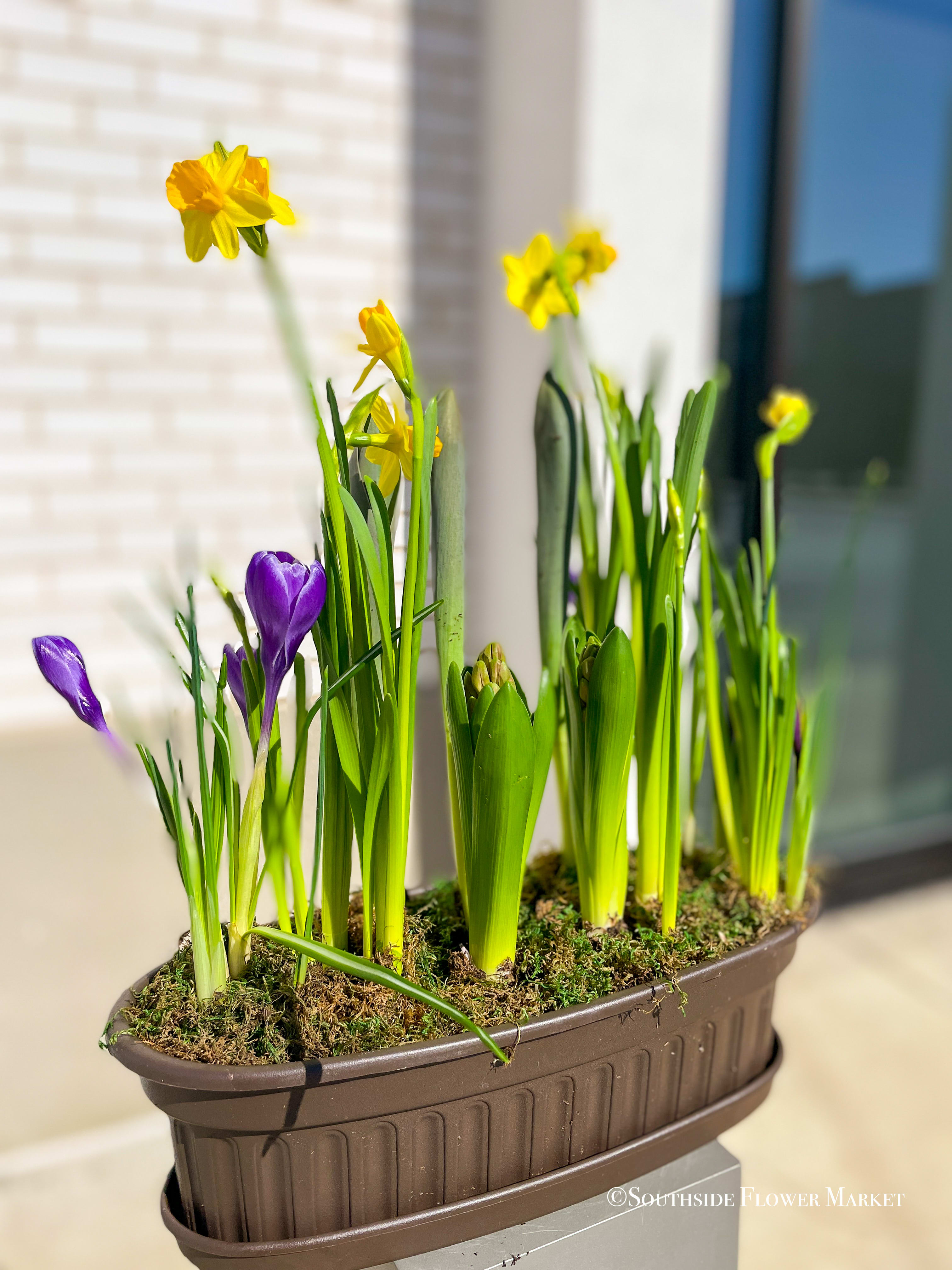 Oval Spring Bulb Garden