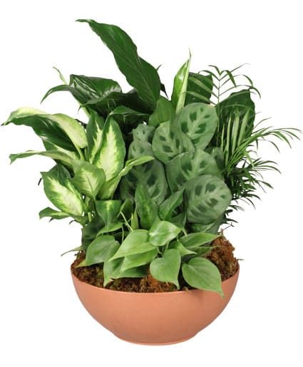 GIFT OF GREEN DISH GARDEN OF PLANTS