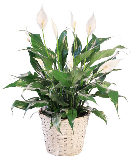 BLOOMING PEACE LILY HOUSE PLANT Flower Bouquet